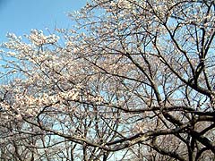 桜が見ごろで